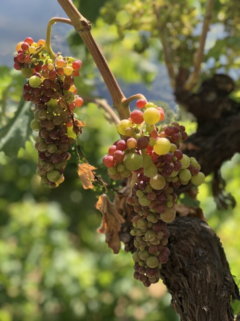 Terre Bianche - Liguria wines