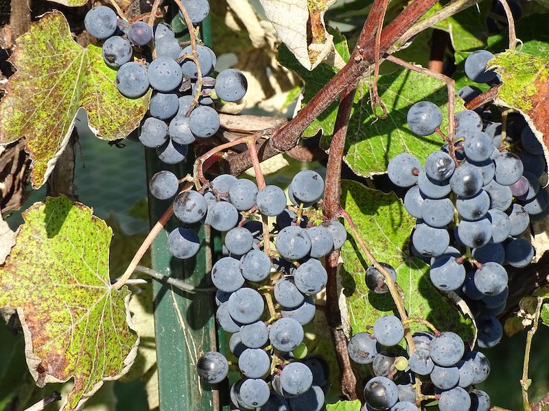 Rolling Hills Estate Winery in Champlain Valley of New York