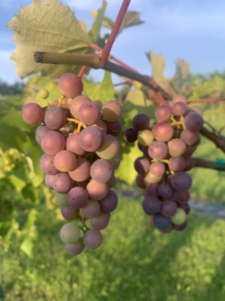 Rolling Hills Winery, Champlain Valley of New York