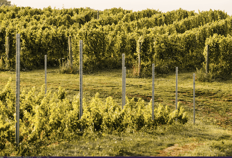 Good Harbor Vineyards - Michigan Winery