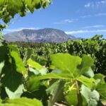 Pour & Explore: The New Utah Wine Trail