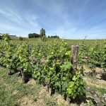 wine vacation to Bourdeaux