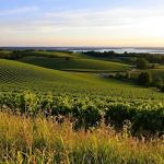 vineyards along the Niagara Wine Trail in New York