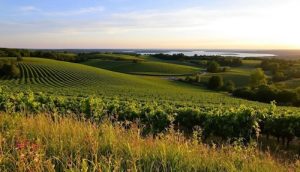 vineyards along the Niagara Wine Trail in New York