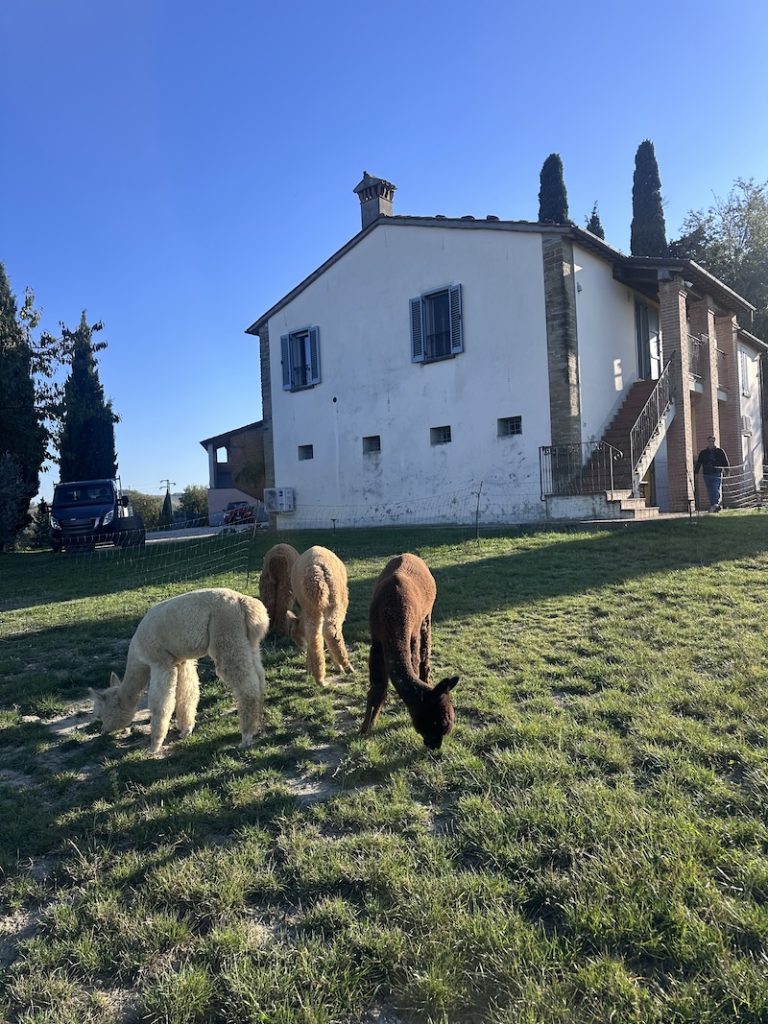 Italian Wine Retreats - Alpacas at Ronchi de Castelluccio. Wine and wellness retreats in Italy, the best places to stay in Italy.